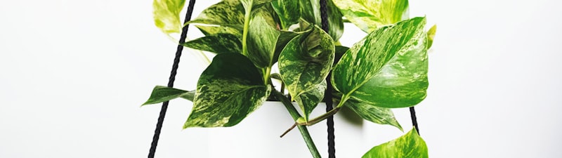 中超联赛上海海港对阵山东泰山比赛录像截图 - 球员激烈拼抢